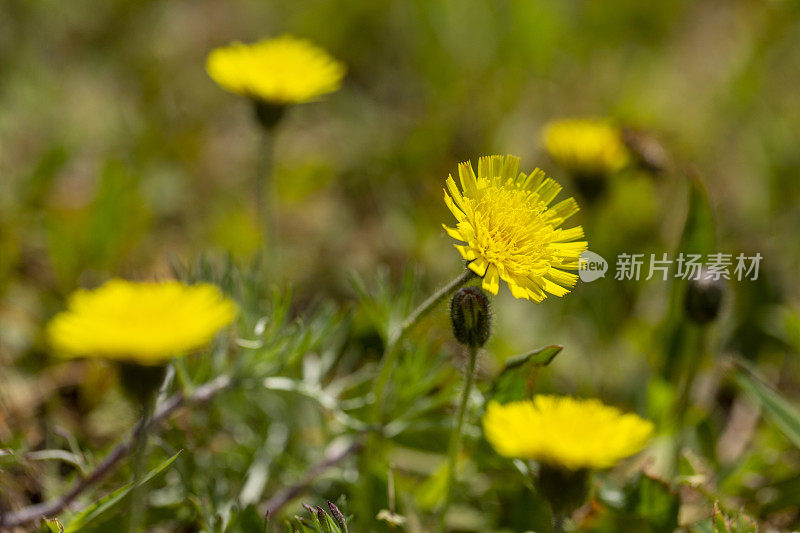 Hieracium pilosella花